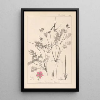 Louis Antoine Cusin - Herbier de la flore franaise Pl0088.webp