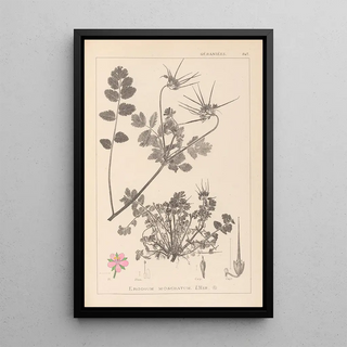 Louis Antoine Cusin - Herbier de la flore franaise Pl0089.webp