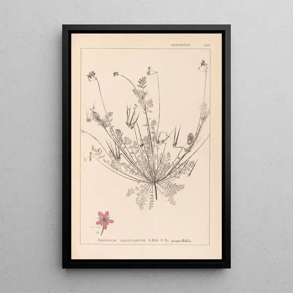 Louis Antoine Cusin - Herbier de la flore franaise Pl0091.webp