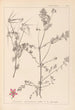 Herbier de la flore française Pl0092 - Louis Antoine Cusin — weergave van het kunstwerk