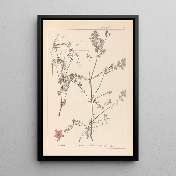 Louis Antoine Cusin - Herbier de la flore franaise Pl0092.webp