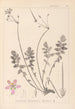 Herbier de la flore française Pl0095 - Louis Antoine Cusin — weergave van het kunstwerk