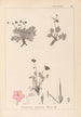 Herbier de la flore française Pl0096 - Louis Antoine Cusin — weergave van het kunstwerk