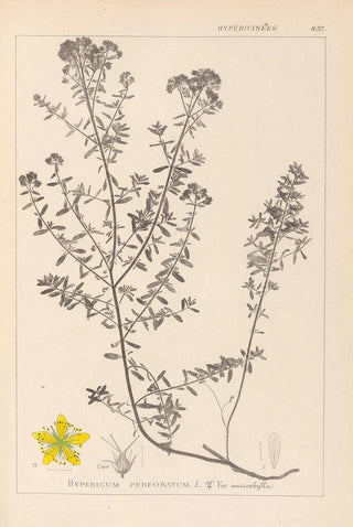 Louis Antoine Cusin - Herbier de la flore franaise Pl0099.webp