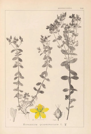 Louis Antoine Cusin - Herbier de la flore franaise Pl0100.webp