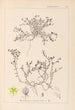 Herbier de la flore française Pl0102 - Louis Antoine Cusin — weergave van het kunstwerk