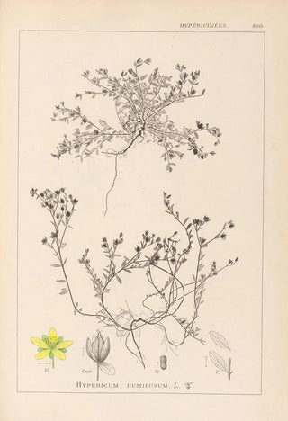 Louis Antoine Cusin - Herbier de la flore franaise Pl0102.webp