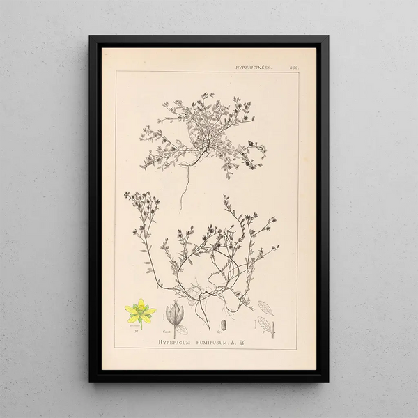 Louis Antoine Cusin - Herbier de la flore franaise Pl0102.webp