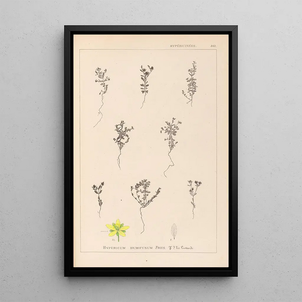 Louis Antoine Cusin - Herbier de la flore franaise Pl0103.webp
