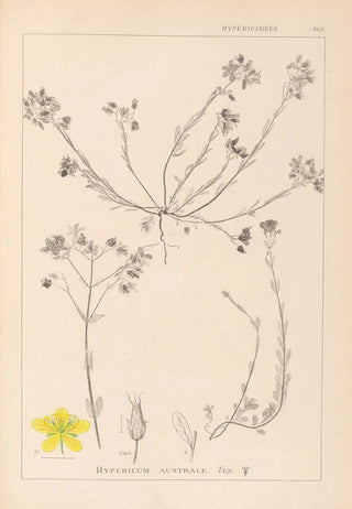 Louis Antoine Cusin - Herbier de la flore franaise Pl0104.webp