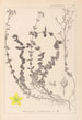 Herbier de la flore française Pl0106 - Louis Antoine Cusin | Reproduction — weergave van het kunstwerk