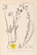 Herbier de la flore française Pl0107 - Louis Antoine Cusin — weergave van het kunstwerk