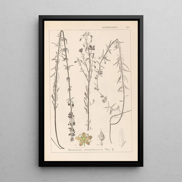 Louis Antoine Cusin - Herbier de la flore franaise Pl0108.webp