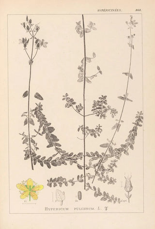 Louis Antoine Cusin - Herbier de la flore franaise Pl0109.webp