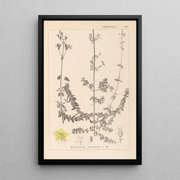 Louis Antoine Cusin - Herbier de la flore franaise Pl0109.webp