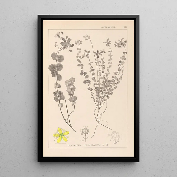 Louis Antoine Cusin - Herbier de la flore franaise Pl0110.webp