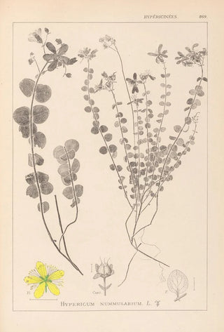 Louis Antoine Cusin - Herbier de la flore franaise Pl0110.webp
