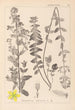 Herbier de la flore française Pl0111 - Louis Antoine Cusin — weergave van het kunstwerk