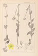 Herbier de la flore française Pl0112 - Louis Antoine Cusin — weergave van het kunstwerk