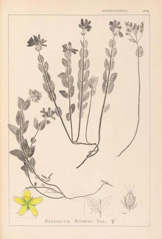 Louis Antoine Cusin - Herbier de la flore franaise Pl0113.webp