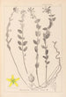 Herbier de la flore française Pl0114 - Louis Antoine Cusin — weergave van het kunstwerk