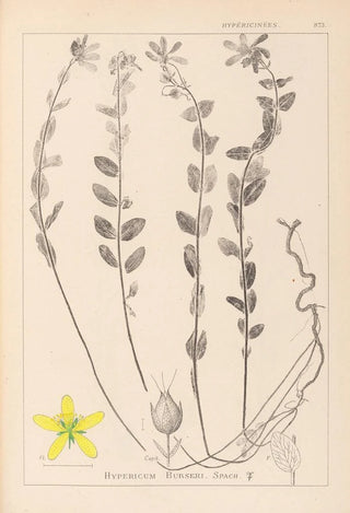 Louis Antoine Cusin - Herbier de la flore franaise Pl0114.webp