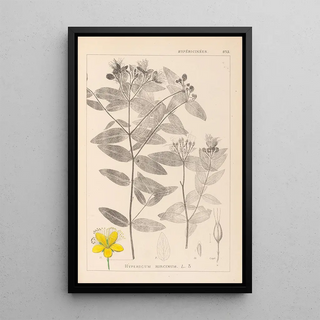 Louis Antoine Cusin - Herbier de la flore franaise Pl0116.webp