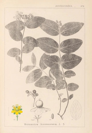 Louis Antoine Cusin - Herbier de la flore franaise Pl0117.webp