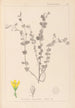 Herbier de la flore française Pl0118 - Louis Antoine Cusin — weergave van het kunstwerk