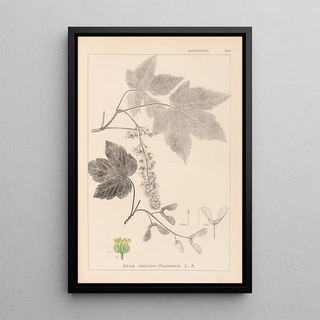 Louis Antoine Cusin - Herbier de la flore franaise Pl0119.webp