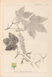 Herbier de la flore française Pl0119 - Louis Antoine Cusin — weergave van het kunstwerk