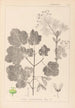 Herbier de la flore française Pl0120 - Louis Antoine Cusin — weergave van het kunstwerk