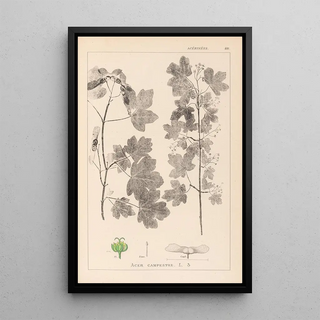 Louis Antoine Cusin - Herbier de la flore franaise Pl0122.webp