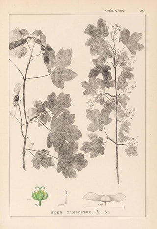Louis Antoine Cusin - Herbier de la flore franaise Pl0122.webp