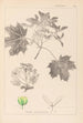 Herbier de la flore française Pl0123 - Louis Antoine Cusin — weergave van het kunstwerk