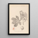 Herbier de la flore française Pl0125 - Louis Antoine Cusin — ingelijst kunstwerk aan de muur