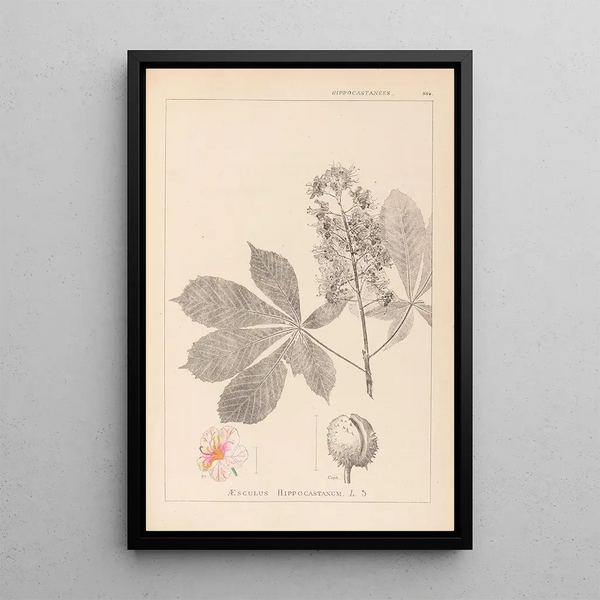 Louis Antoine Cusin - Herbier de la flore franaise Pl0125.webp