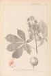 Herbier de la flore française Pl0125 - Louis Antoine Cusin — weergave van het kunstwerk