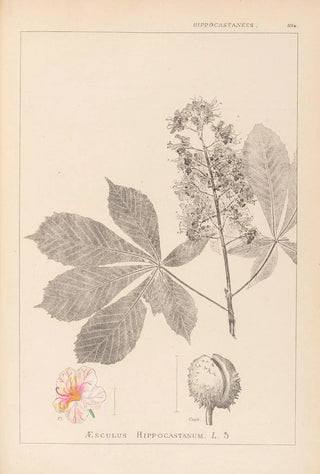 Louis Antoine Cusin - Herbier de la flore franaise Pl0125.webp