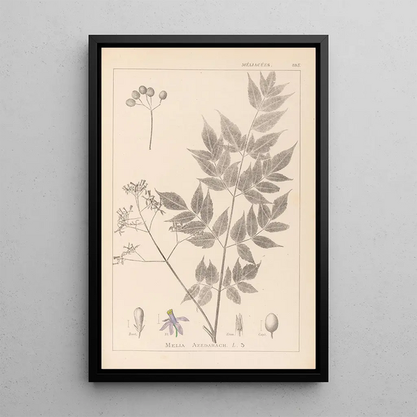 Louis Antoine Cusin - Herbier de la flore franaise Pl0126.webp