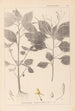 Herbier de la flore française Pl0128 - Louis Antoine Cusin — weergave van het kunstwerk