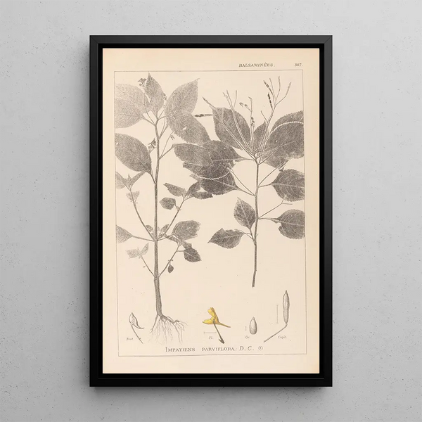 Louis Antoine Cusin - Herbier de la flore franaise Pl0128.webp