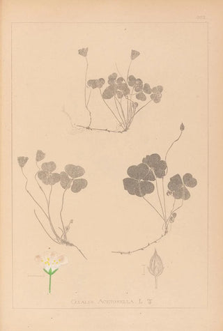 Louis Antoine Cusin - Herbier de la flore franaise Pl0129.webp