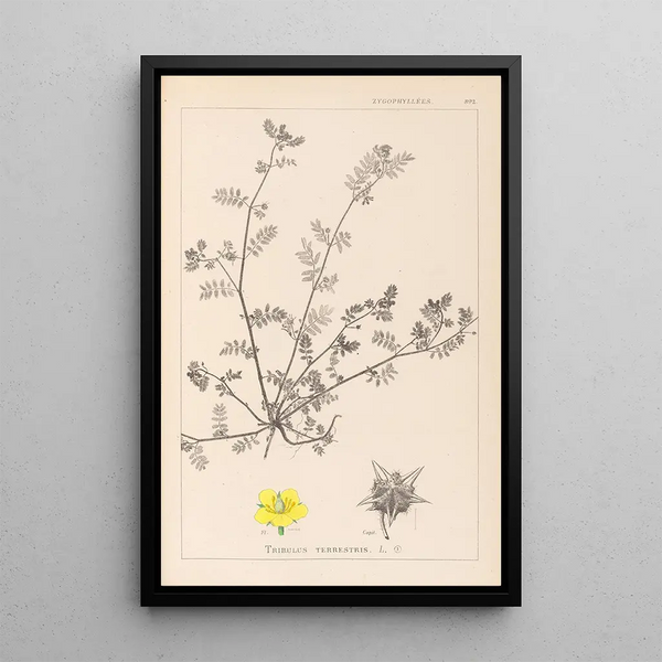 Louis Antoine Cusin - Herbier de la flore franaise Pl0133.webp