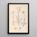 Herbier de la flore française Pl0134 - Louis Antoine Cusin — ingelijst kunstwerk aan de muur