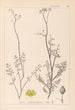 Herbier de la flore française Pl0135 - Louis Antoine Cusin — weergave van het kunstwerk
