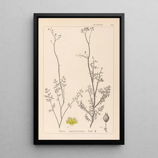 Louis Antoine Cusin - Herbier de la flore franaise Pl0135.webp