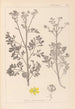 Herbier de la flore française Pl0137 - Louis Antoine Cusin — weergave van het kunstwerk