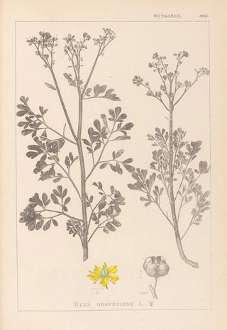 Louis Antoine Cusin - Herbier de la flore franaise Pl0137.webp