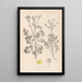 Herbier de la flore française Pl0137 - Louis Antoine Cusin — ingelijst kunstwerk aan de muur